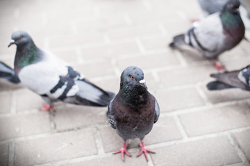 Pigeons on the road.