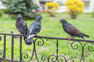 Pigeons sitting on the fence.