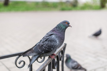 Pigeon sitting on the fence.