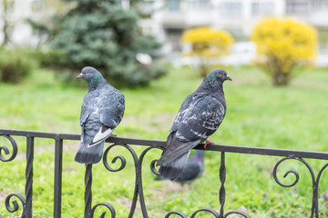 Pigeons sitting on the fence.