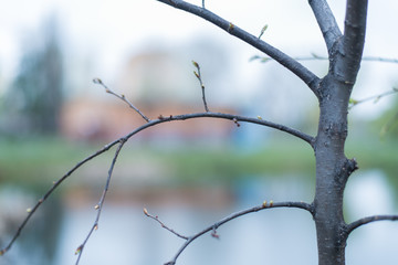 The branches of the tree.