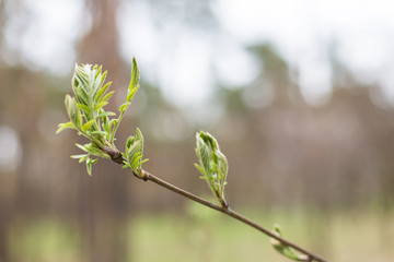 Branches of a tree with young leaves.