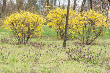 Fototapeta premium Plant with young yellow leaves.