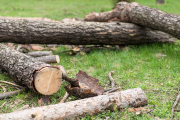 Cutting down trees. Sawn logs lying on the grass. Cleaning the park from old, sick trees.