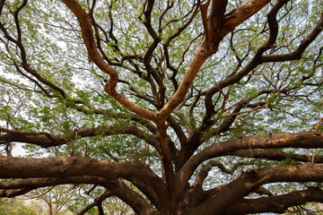 Big Samanea saman tree with branch