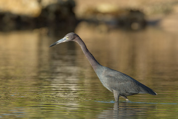 Little Blue Heron