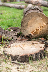 Cutting down trees. Sawn logs lying on the grass. Cleaning the park from old, sick trees.