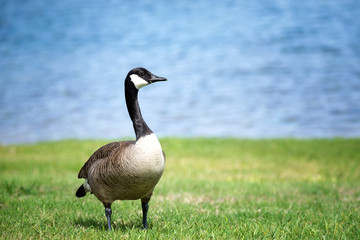 Canada Goose standing on the grass