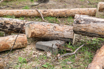 Cutting down trees. Sawn logs lying on the grass. Cleaning the park from old, sick trees.