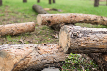 Cutting down trees. Sawn logs lying on the grass. Cleaning the park from old, sick trees.