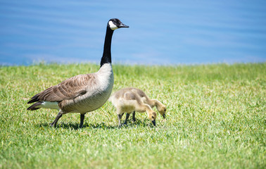 Naklejka na ściany i meble Canada goose and her goslings on the grass