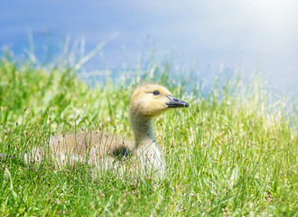 Canada goose gosling sitting on the grass