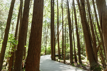 White Cedar Swamp Trail