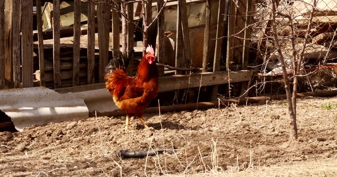 Rooster chasing chicken in barnyard on farm