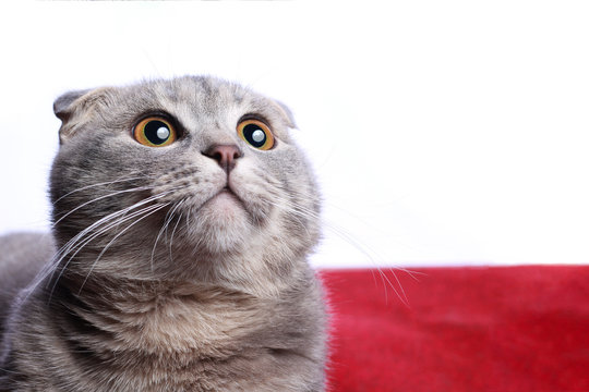 Kitty looks up, thoughtful and surprised. Very fashionable breed Scottish Fold. Copy space