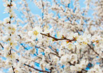 snow-white flowers of an apricot tree against the blue sky