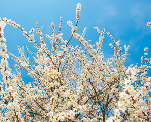 snow-white flowers of an apricot tree against the blue sky