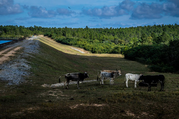 herd of cows grazing in field