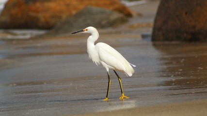 Egretta Garzetta 