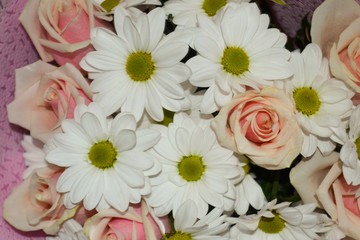 Closeup of pink roses and white daisy flowers bouquet for holiday background