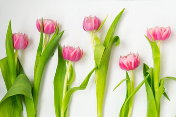 Pink flowers tulips bouquet of flowers on a white background.