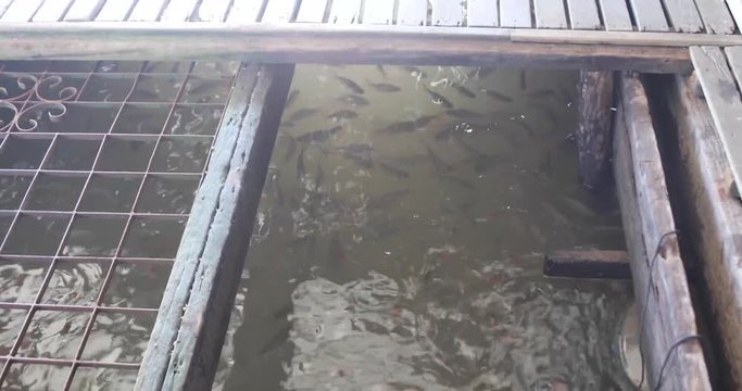 Tilapia in floating fish farm