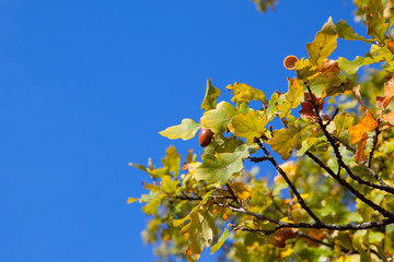 oak branches with acorns against the blue sky with copy space