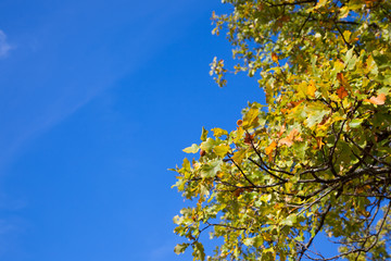 oak branches with acorns against the blue sky with copy space