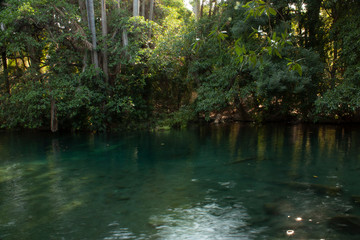 Vegetation at the edge of the river in the stakes river Morelos Mexico landscape and natural environment