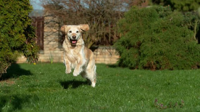 Super slow motion of running dog in the garden. Filmed on high speed cinema camera, 1000 fps.