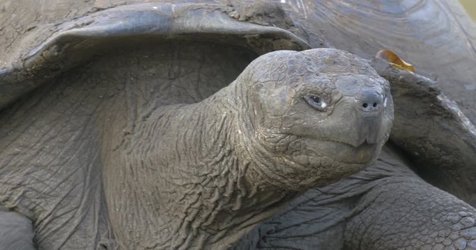 Glapagos Giant Turtle Beautiful Close up shot of Glapagos Giant Turtle 