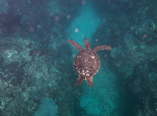 Amami Oshima, Japan - April 7, 2019: Sea turtle near Ayamaru Cape at Amami Oshima, Kagoshima, Japan