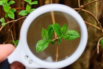 white magnifier increases green leaves on a branch in drops of water
