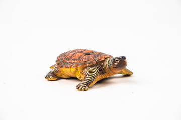 turtle on white background