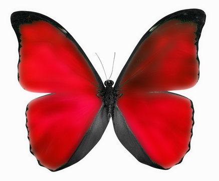 red butterfly isolated on a white background