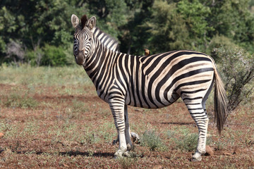 Naklejka premium Steppenzebra / Burchell's Zebra / Equus burchellii