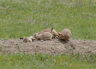 prairie dogs