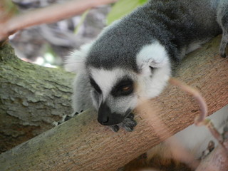 ring tailed lemur on branch of a tree