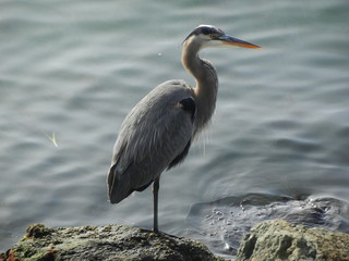 great blue heron in water
