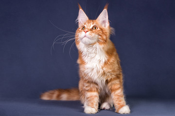 Cute maine coon kitten on grey background in studio, isolated.