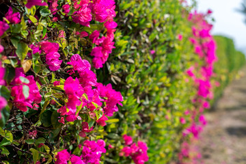 Beautiful pink flowers on a green bush full frame