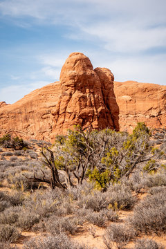 Dry vegetation at Arches National Park in the desert of Utah - travel photography