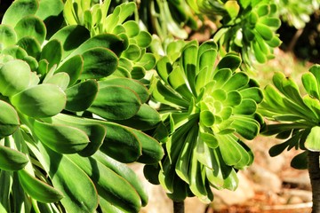 Tree aeonium, aeonium arboreum succulent plant under the sun