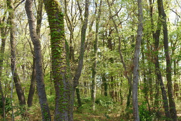 Fototapeta na wymiar Wooded area of ​​spring 