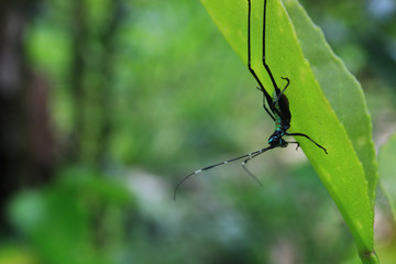 Grasshopper that looks like an alien sitting on the back of a green leaf in tropical rainforest