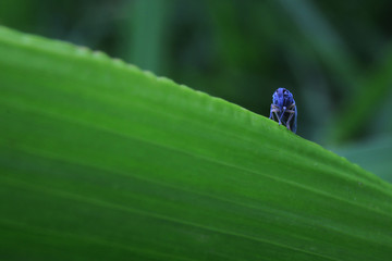 Bright blue strange, alien bug with a funny nose sitting on the edge of a leave