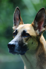 Brown dog with very large ears looking up