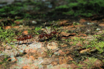 Two soldier leaf cutter ants that are greating each other