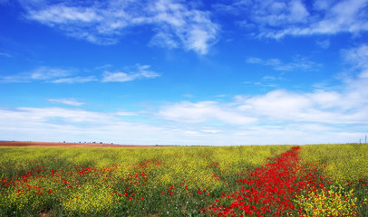 Meadow with poppy flowers