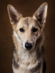 Gray and white mongrel dog sitting in studio on brown blackground and looking at camera
